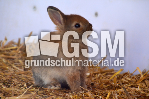 Zwergkaninchen (1).jpg